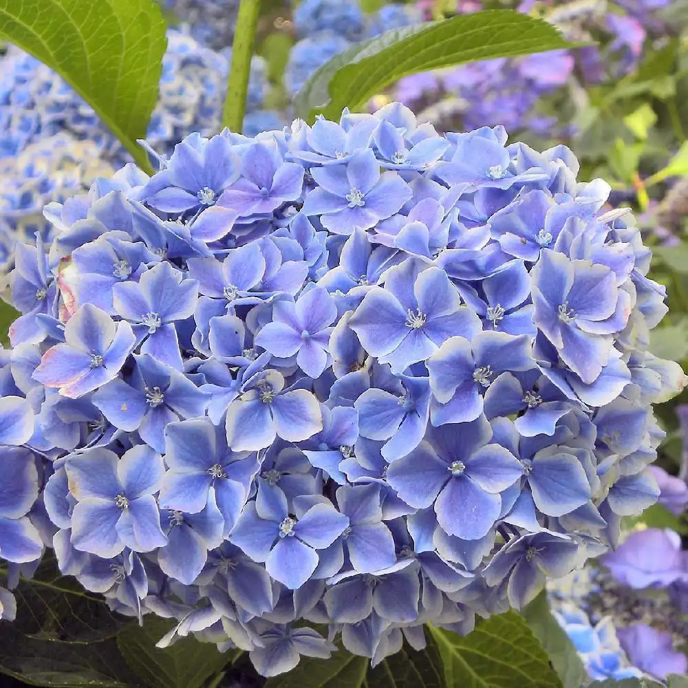 HYDRANGEA macrophylla 'Lady Mariko'