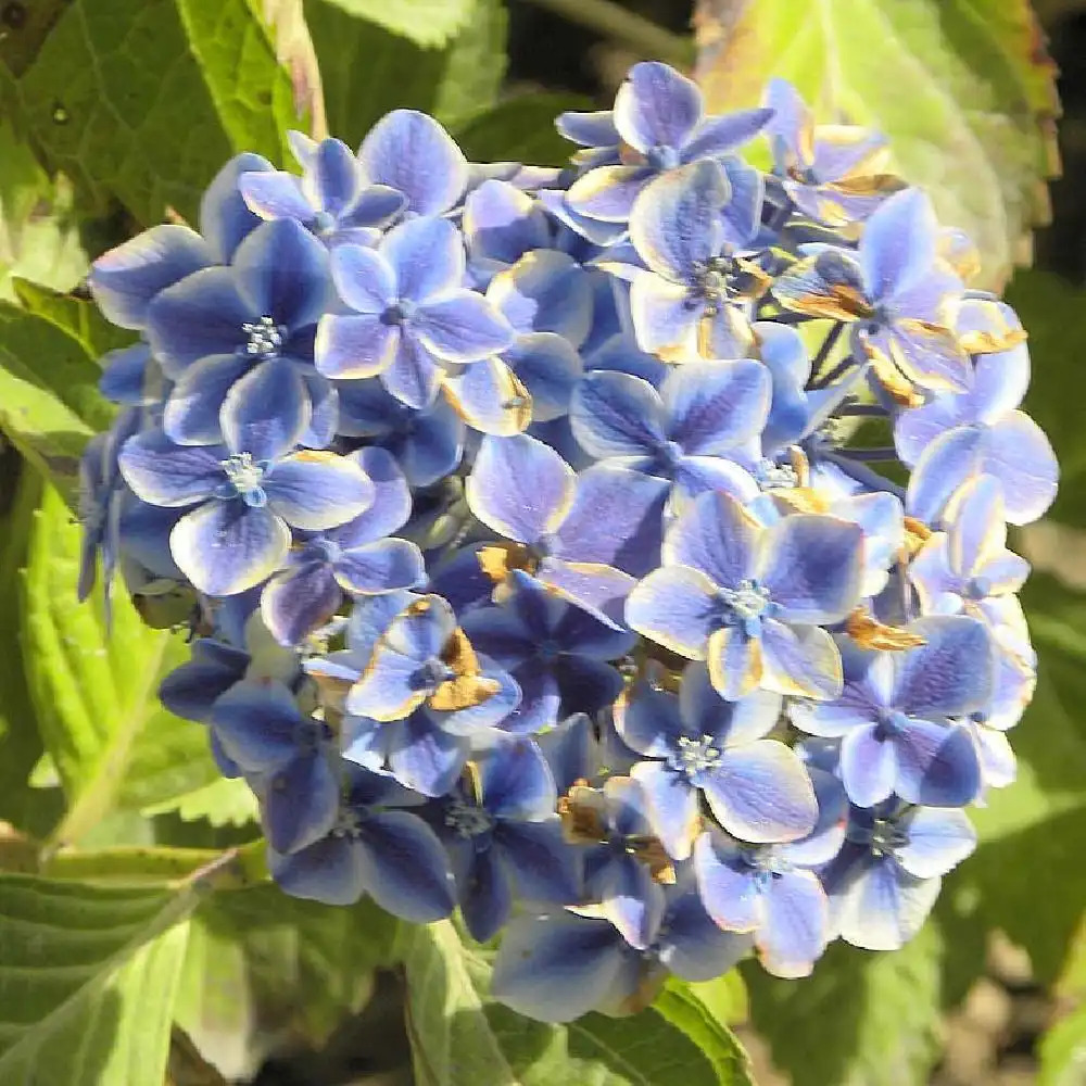 HYDRANGEA macrophylla 'Lady Taiko'