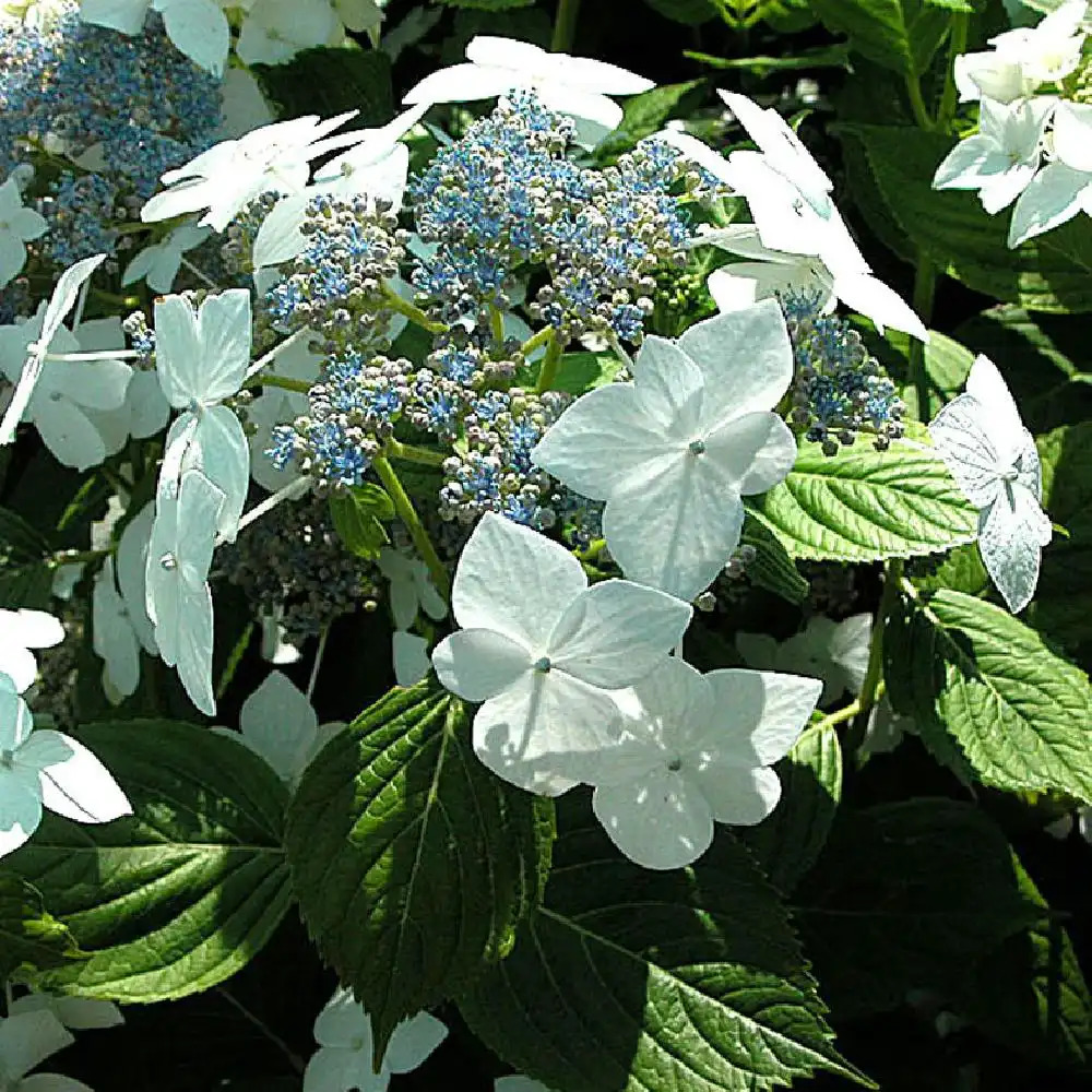 HYDRANGEA macrophylla 'Lanarth White'