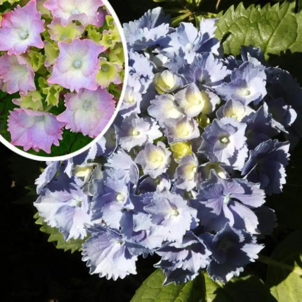 HYDRANGEA macrophylla 'Lancelot'