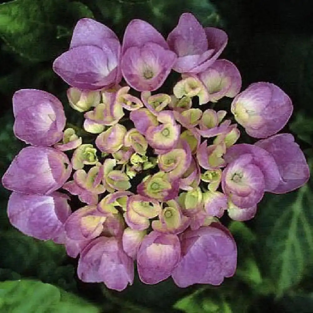 HYDRANGEA macrophylla 'Leopold III'