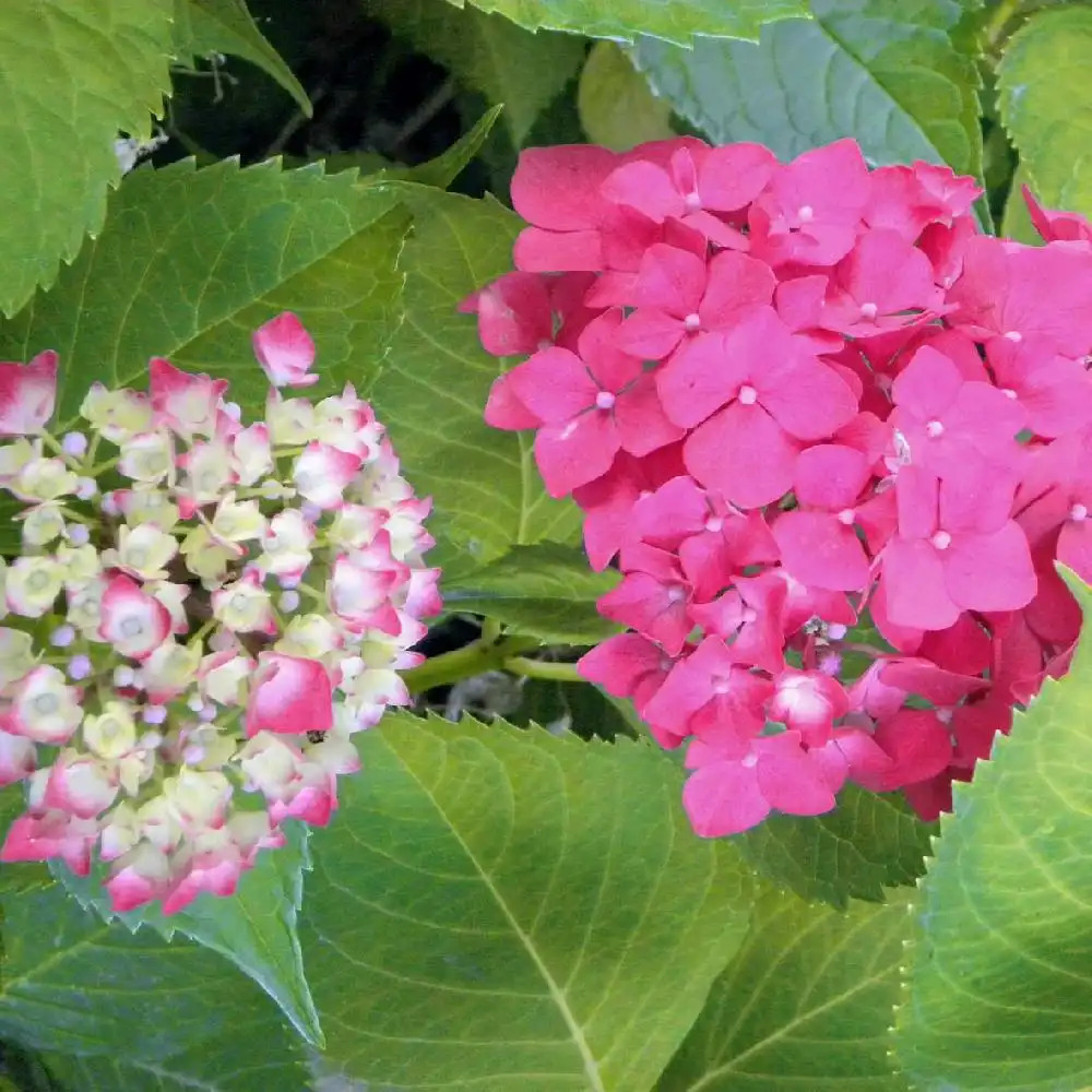 HYDRANGEA macrophylla 'Leuchtfeuer'