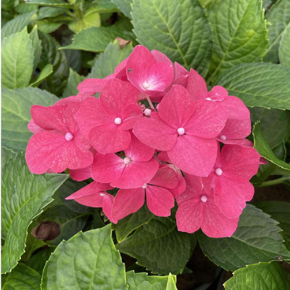 HYDRANGEA macrophylla 'Leuchtfeuer' - Hortensia - pépinières