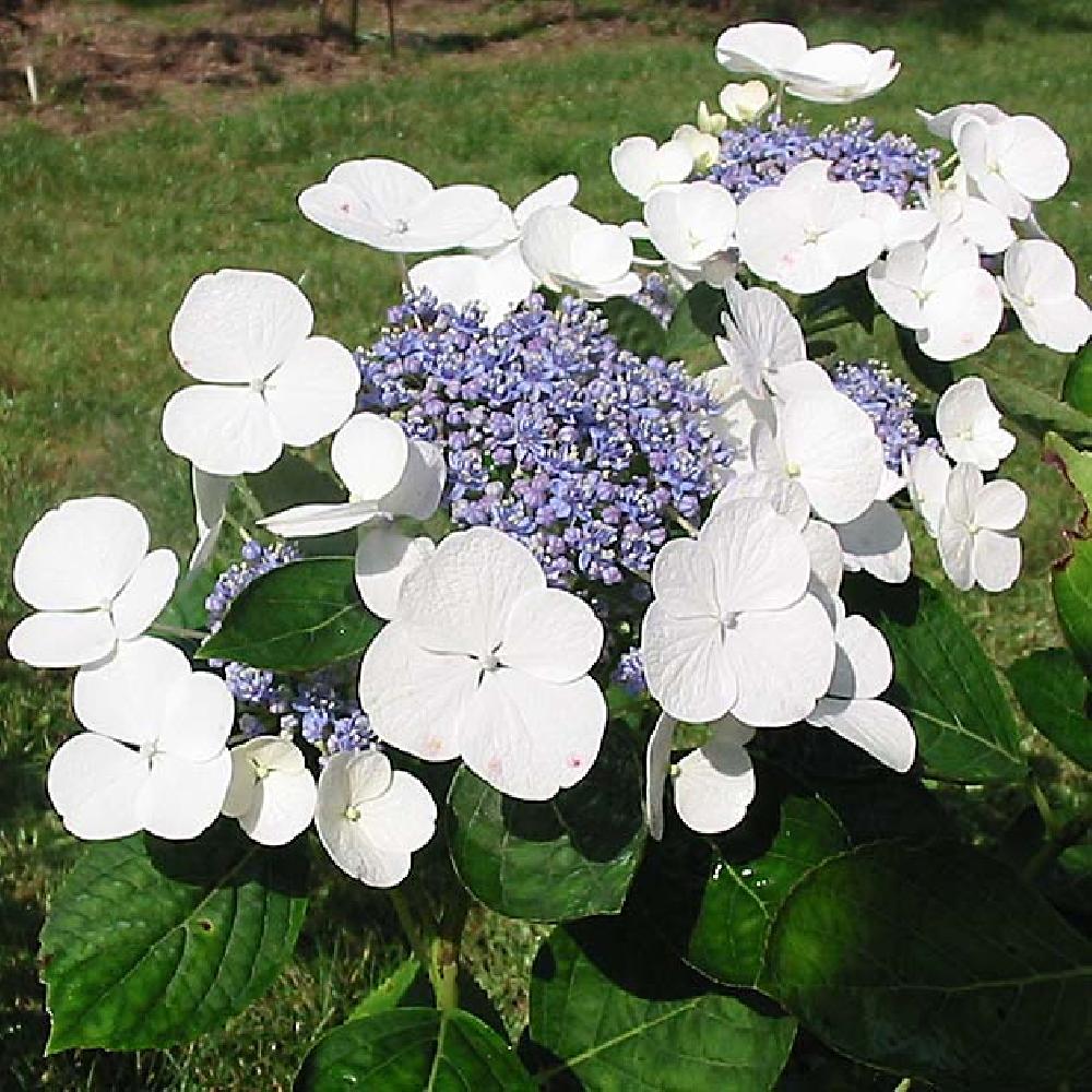 HYDRANGEA macrophylla 'Libelle'