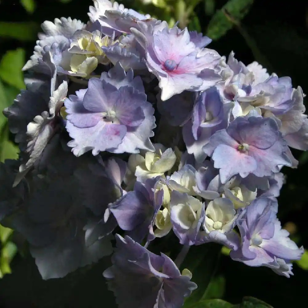 HYDRANGEA macrophylla 'La Marne'