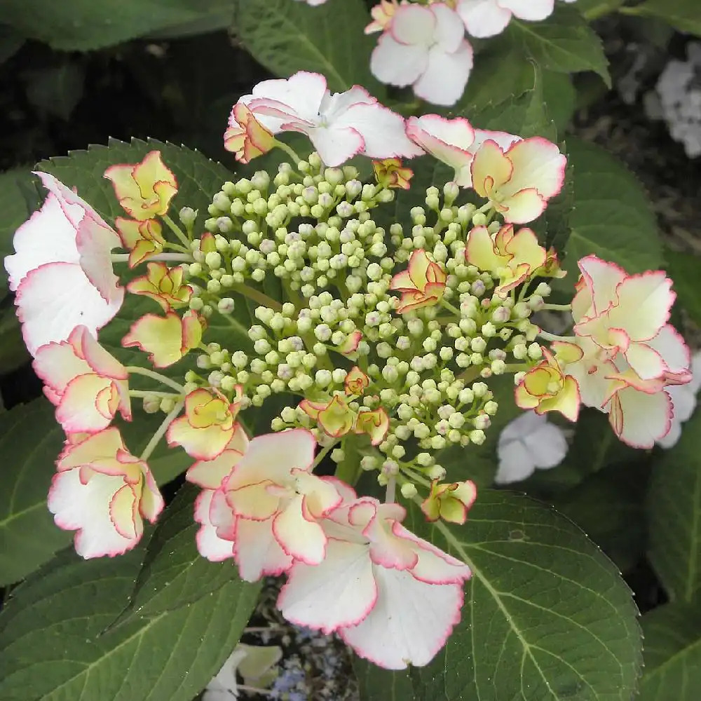 HYDRANGEA macrophylla 'Love You Kiss'