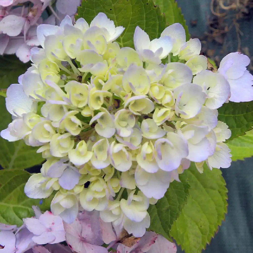 HYDRANGEA macrophylla 'Marie-Claire'