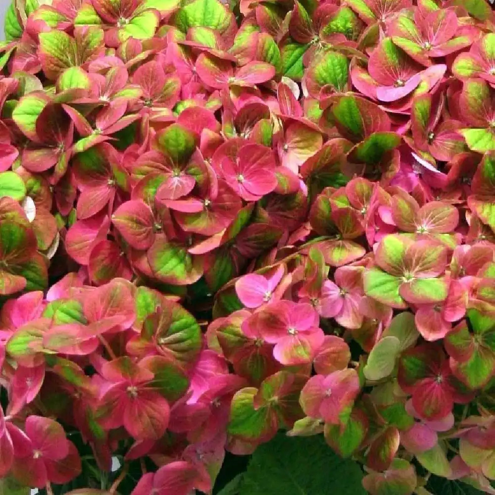 HYDRANGEA macrophylla 'MAGICAL GREENFIRE' (='Qufu')