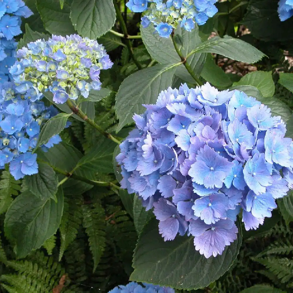 HYDRANGEA macrophylla 'Mathilda Gütges'