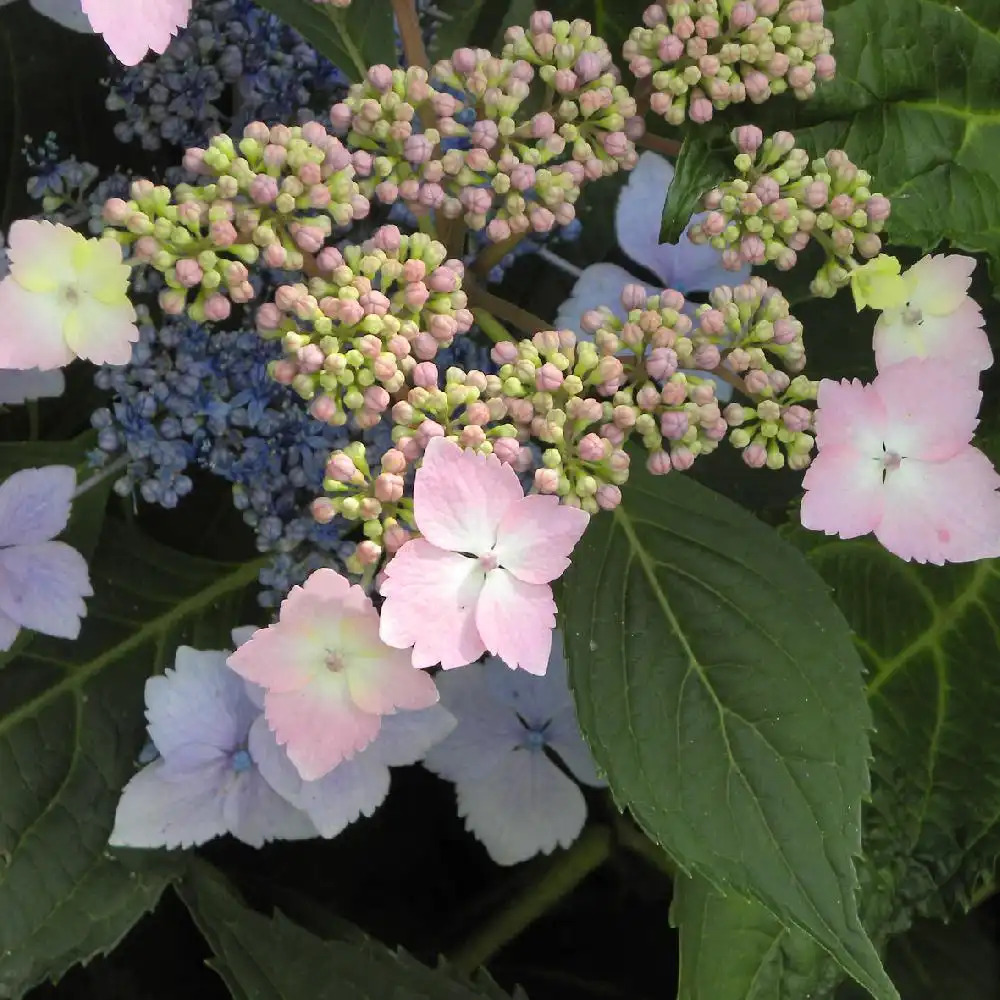 HYDRANGEA macrophylla 'Mariesii Lilacina'