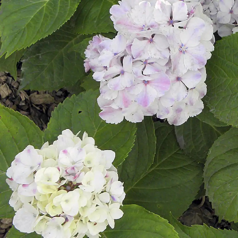 HYDRANGEA macrophylla 'Marie-Louise Dussine'