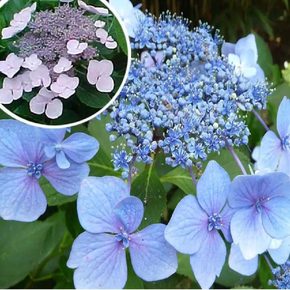 HYDRANGEA macrophylla 'Mariesi Perfecta'