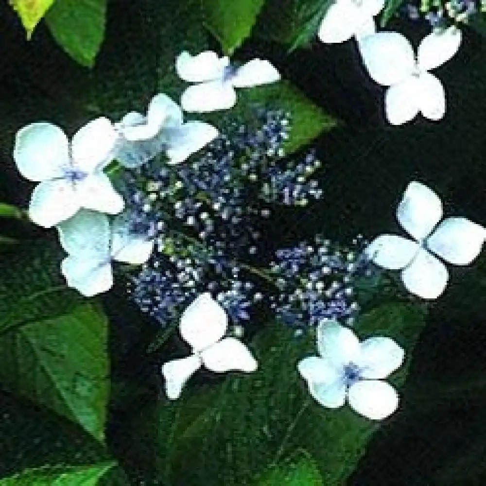 HYDRANGEA macrophylla 'Maritima'