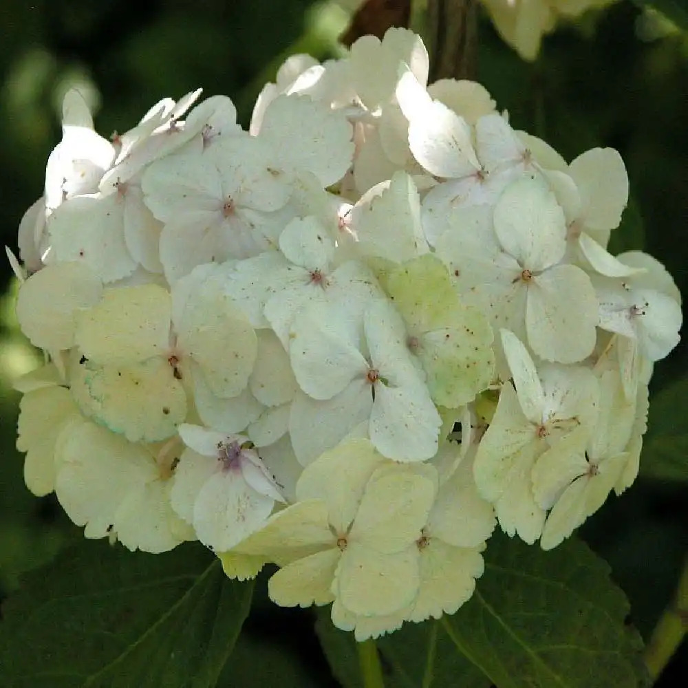 HYDRANGEA macrophylla 'Mme Emile Mouillère'