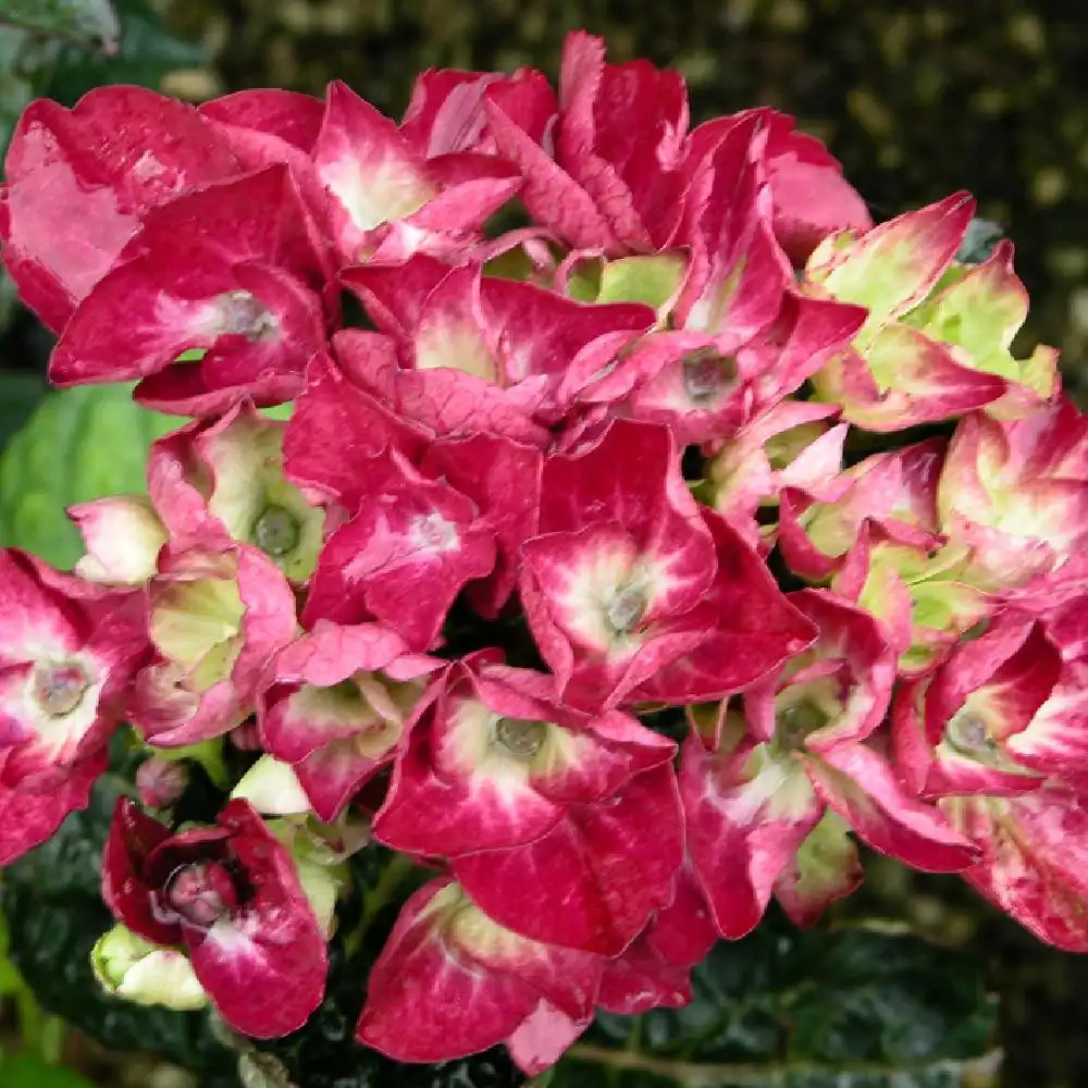 HYDRANGEA macrophylla 'Merveille Sanguinea'