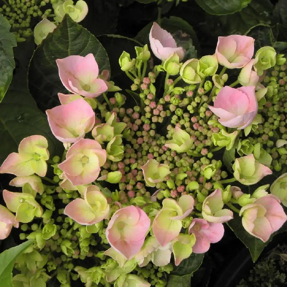 HYDRANGEA macrophylla 'Messalina'