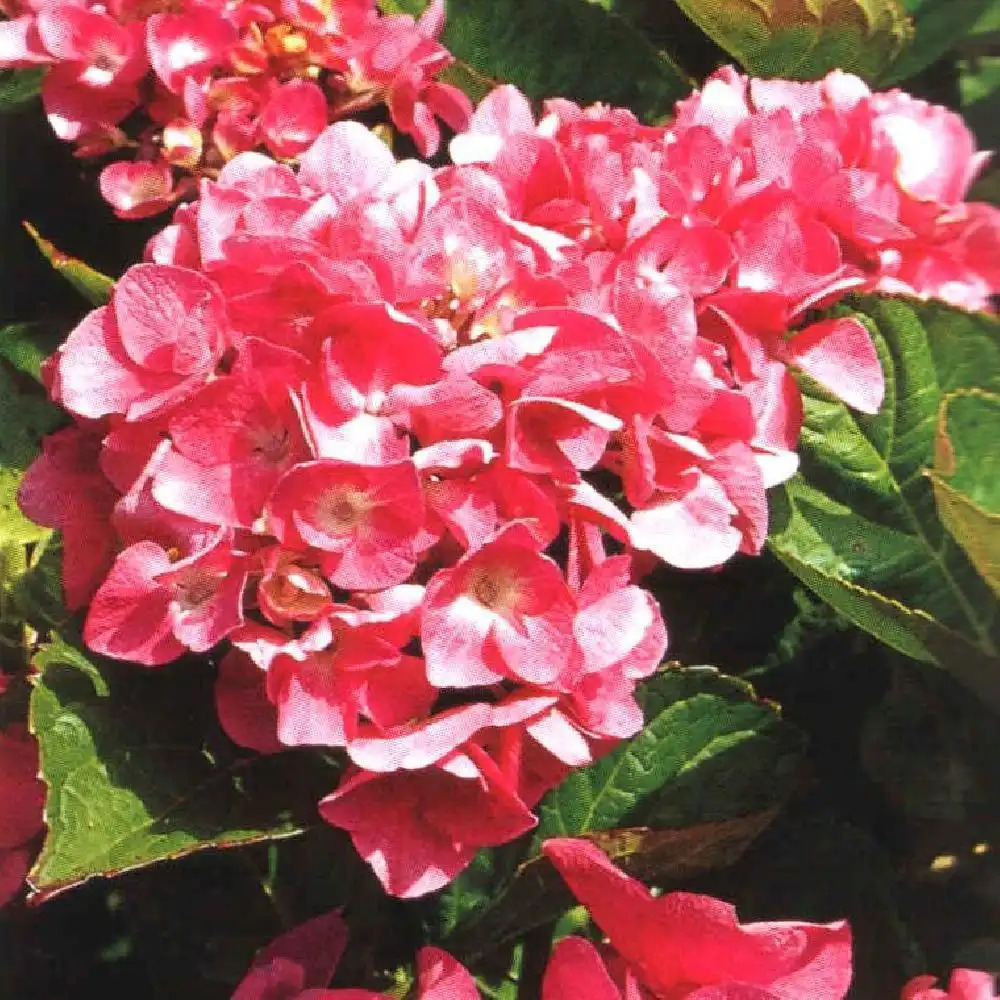 HYDRANGEA macrophylla 'Merveille'