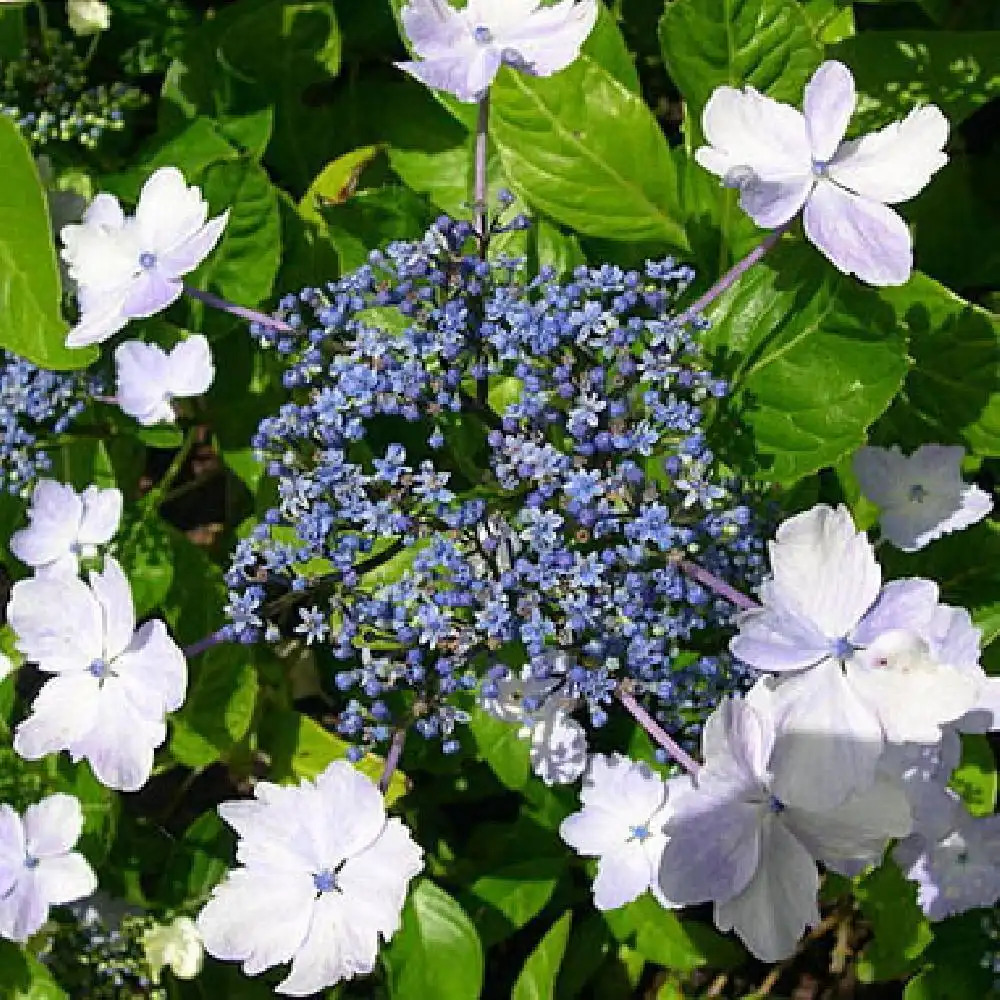 HYDRANGEA macrophylla 'Mikamba-gaku'