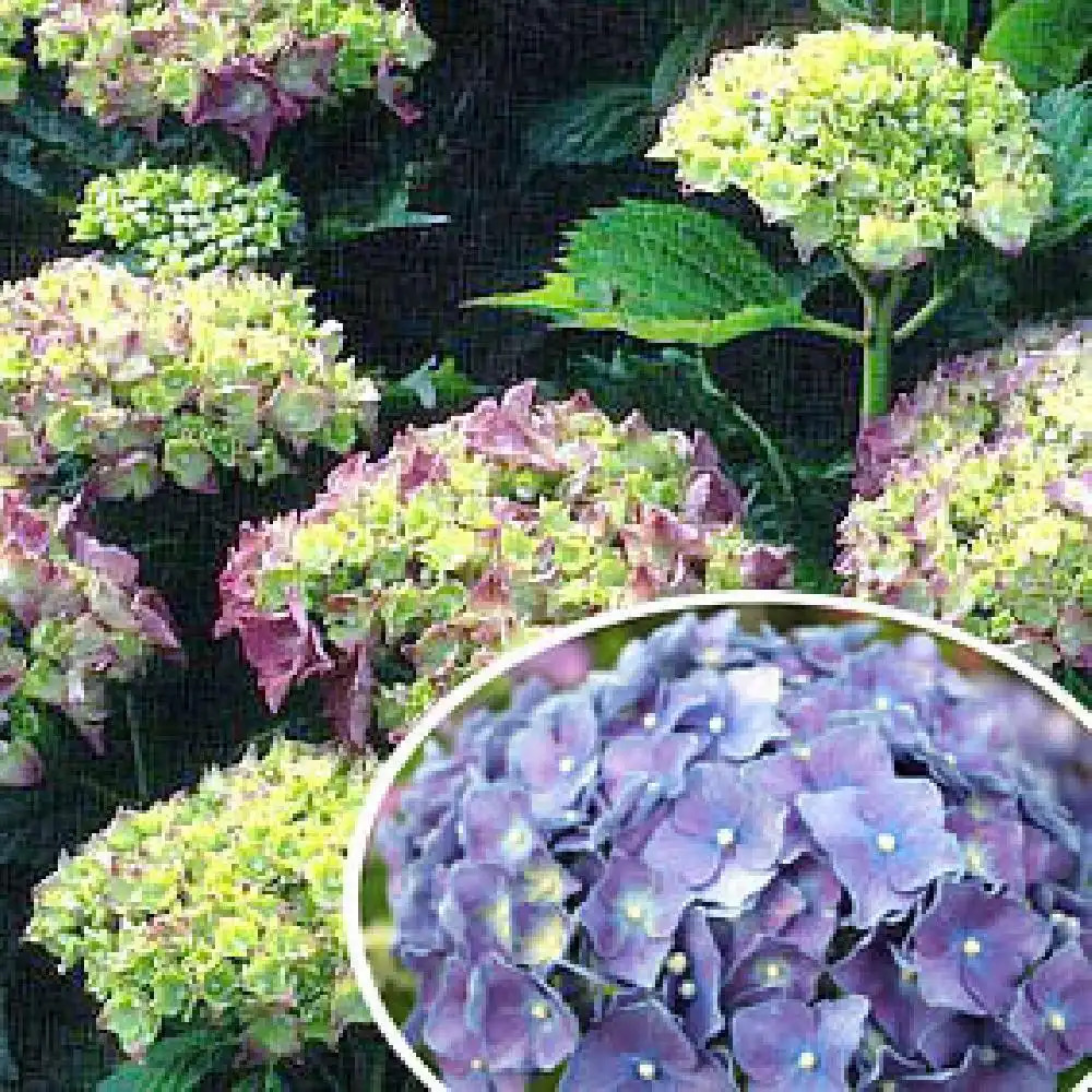 HYDRANGEA macrophylla 'Miss Hepburn'