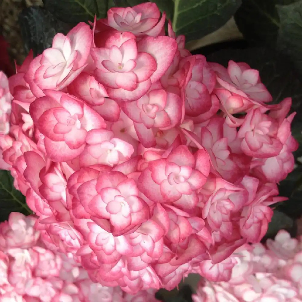 HYDRANGEA macrophylla 'Miss Saori'