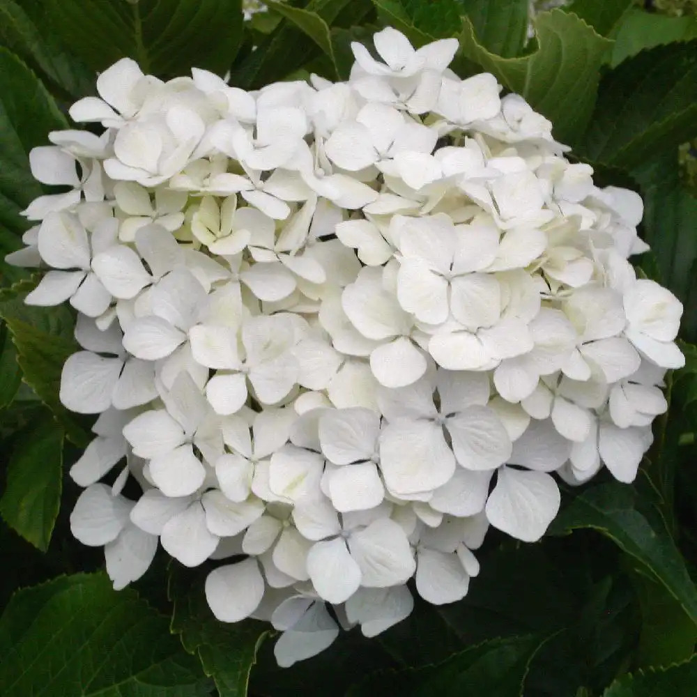 HYDRANGEA macrophylla 'Miyakejima'