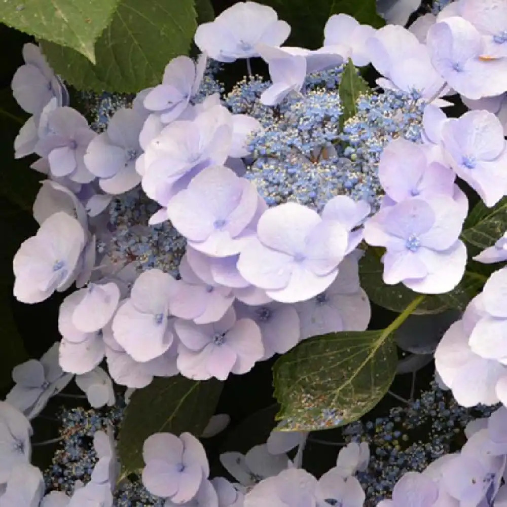 HYDRANGEA macrophylla 'Namping'