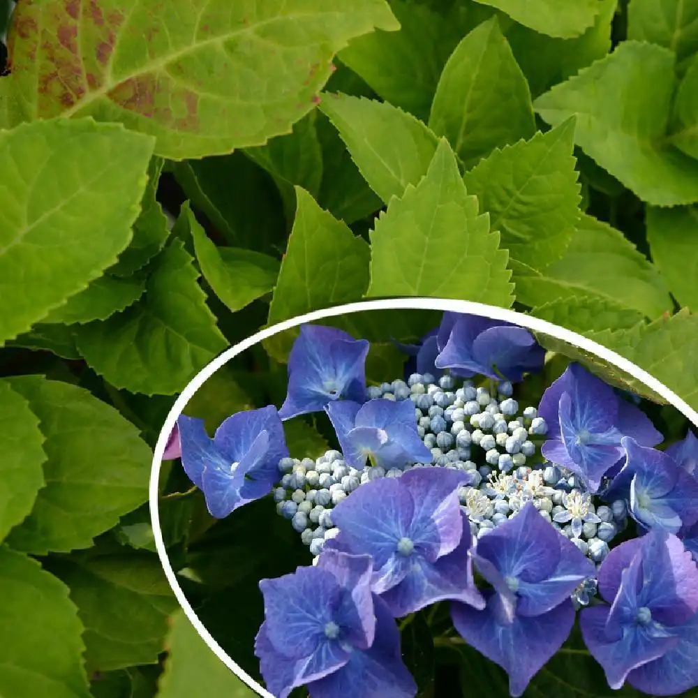 HYDRANGEA macrophylla 'Nachtigall'