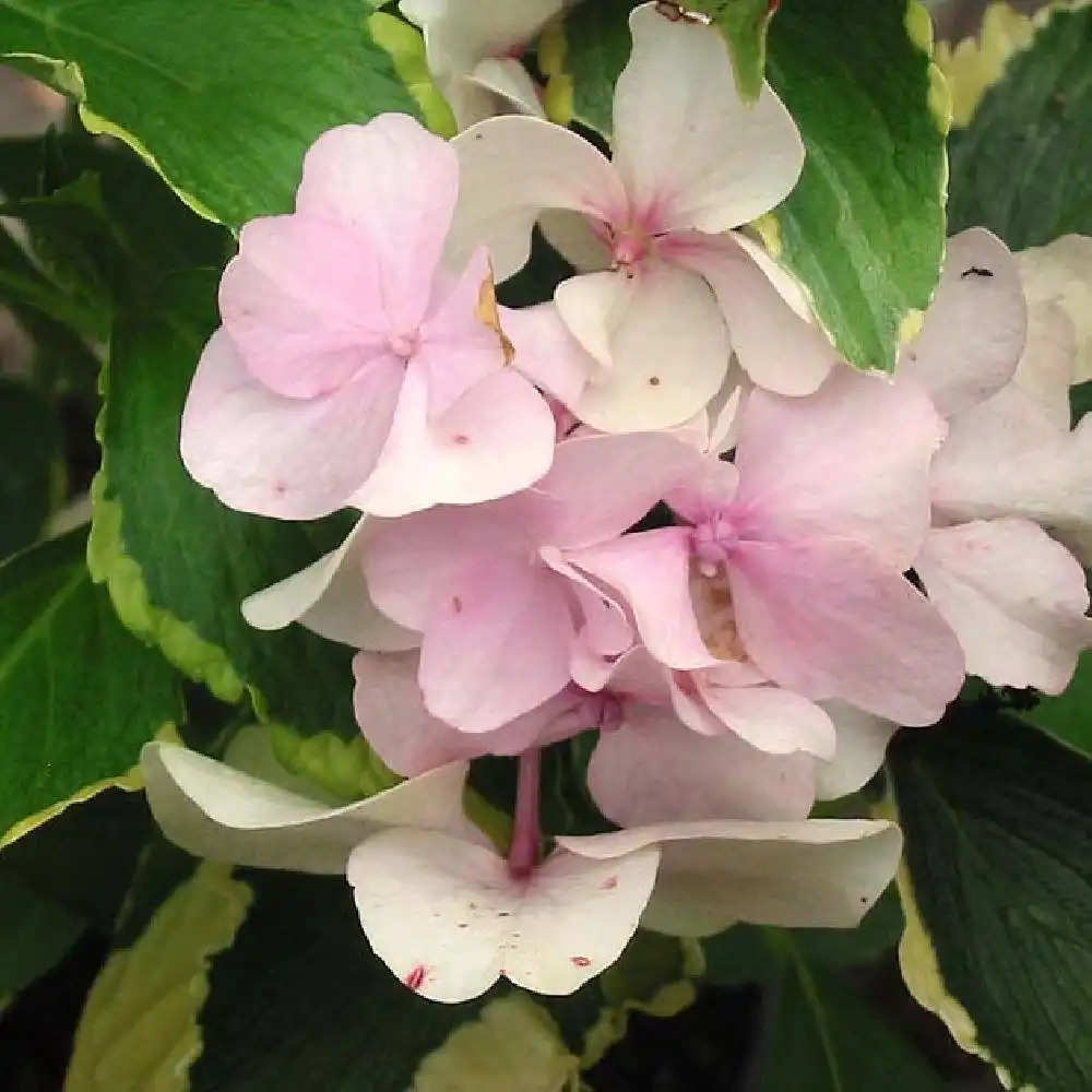 HYDRANGEA macrophylla 'Neyosh' (=GOLDRUSH)