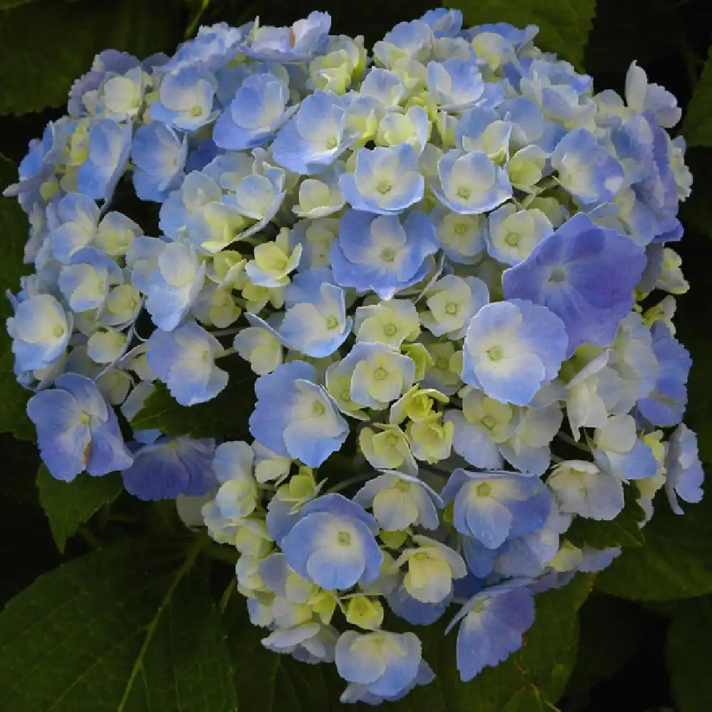 HYDRANGEA macrophylla 'Nikko Blue'