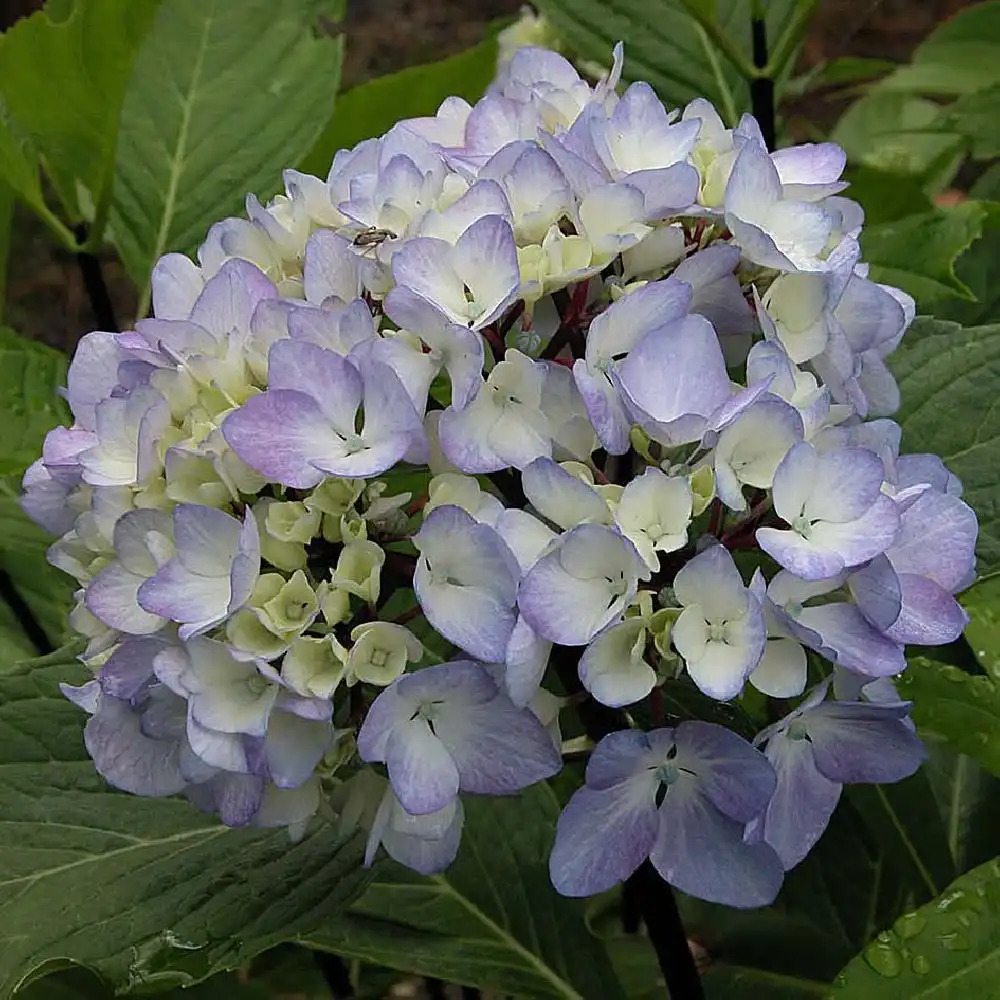 HYDRANGEA macrophylla 'Nigra'