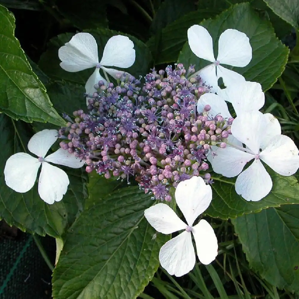 HYDRANGEA macrophylla var. normalis