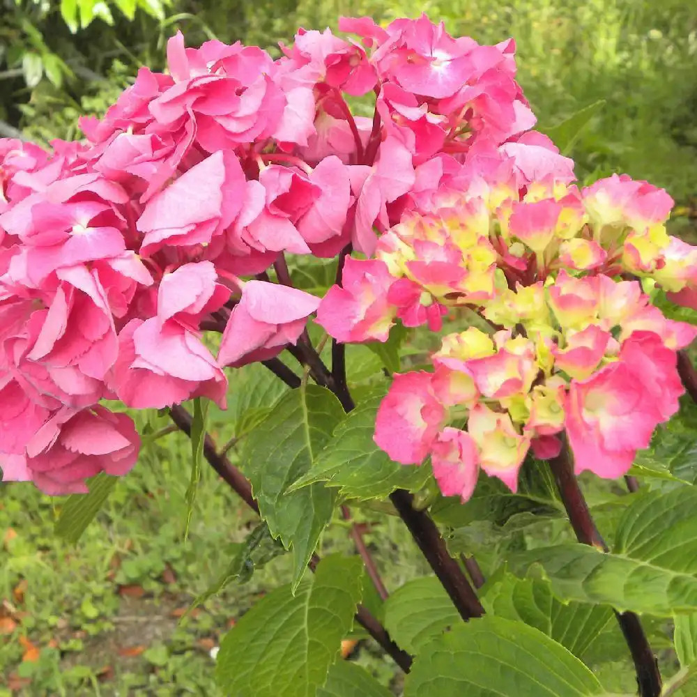 HYDRANGEA macrophylla 'Oregon Pride'