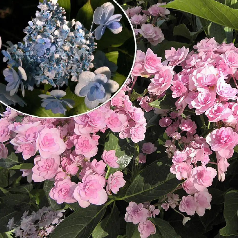 HYDRANGEA macrophylla PASSION (Youmefour)