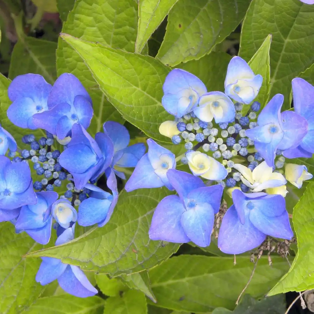 HYDRANGEA macrophylla 'Papagei'