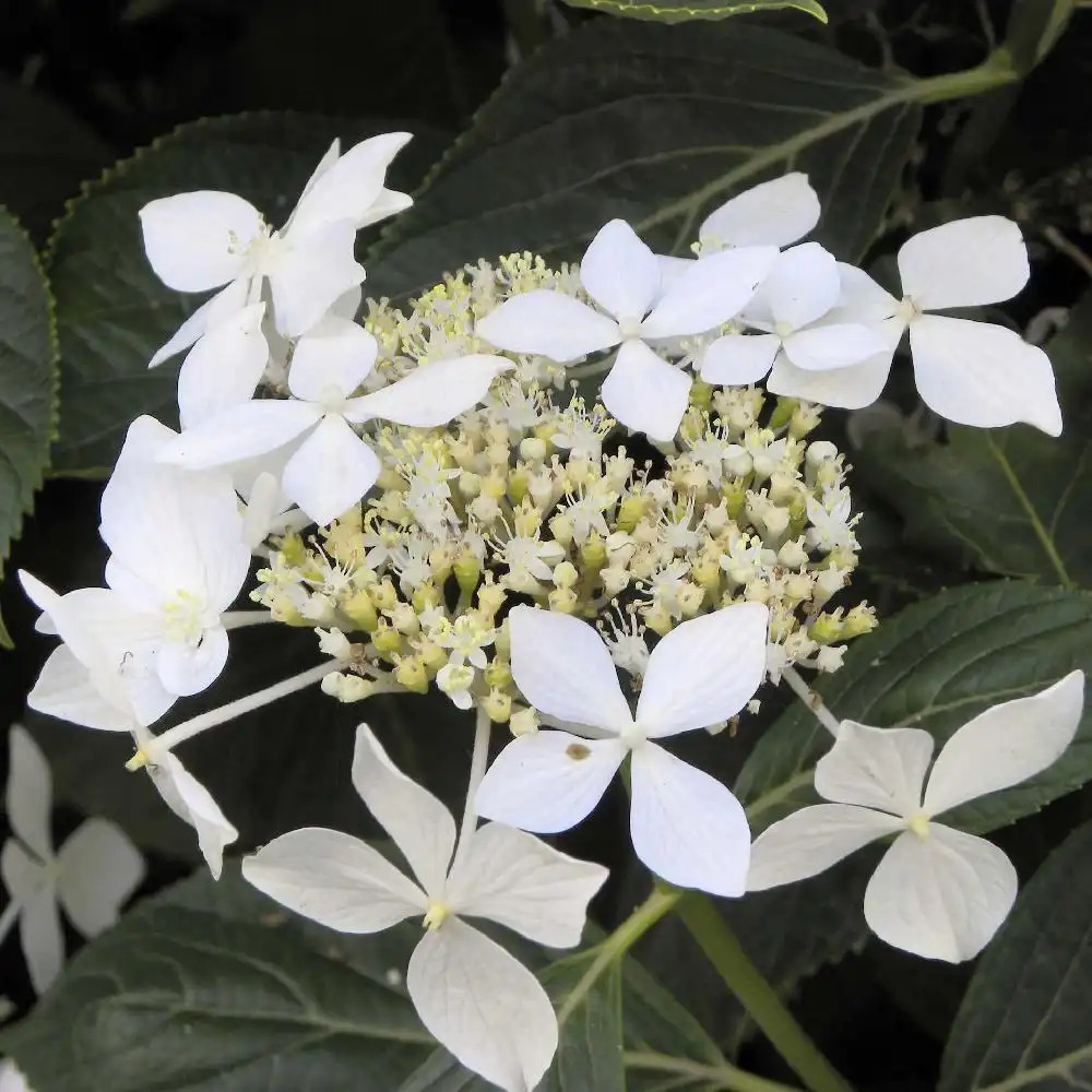 HYDRANGEA macrophylla 'Penguin'