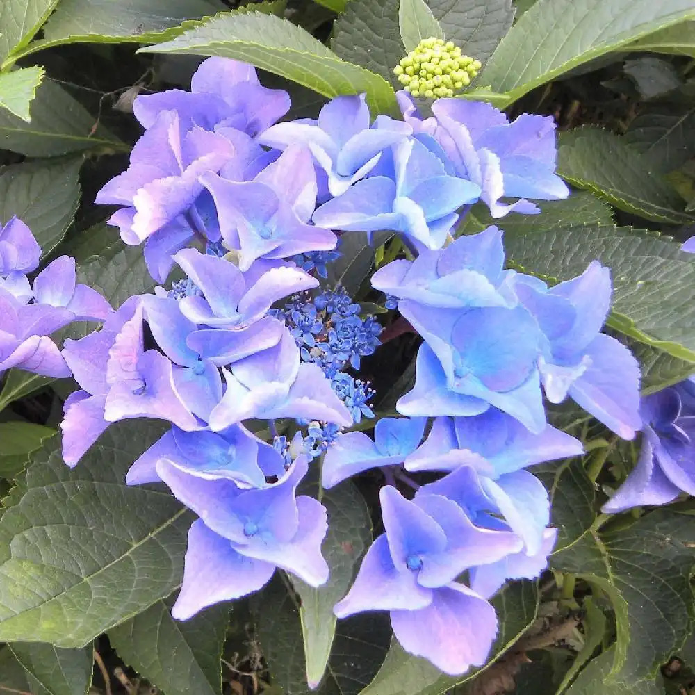 HYDRANGEA macrophylla 'Pfau'