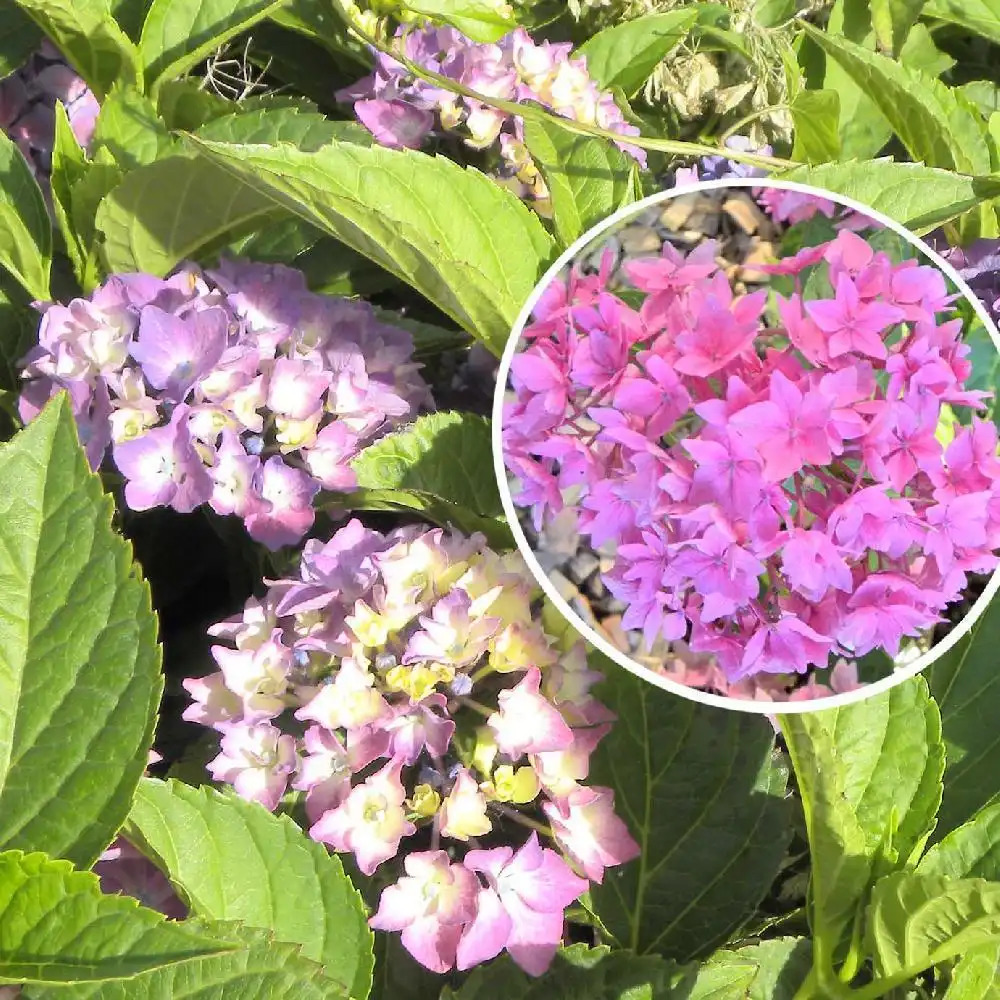 HYDRANGEA macrophylla 'Pia'