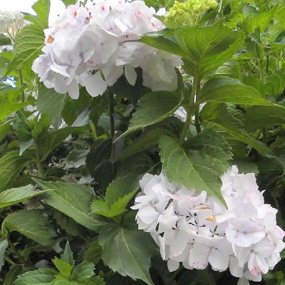 HYDRANGEA macrophylla 'Pirouette'