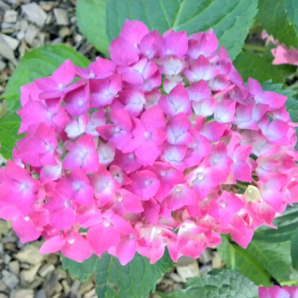 HYDRANGEA macrophylla 'Pirate'