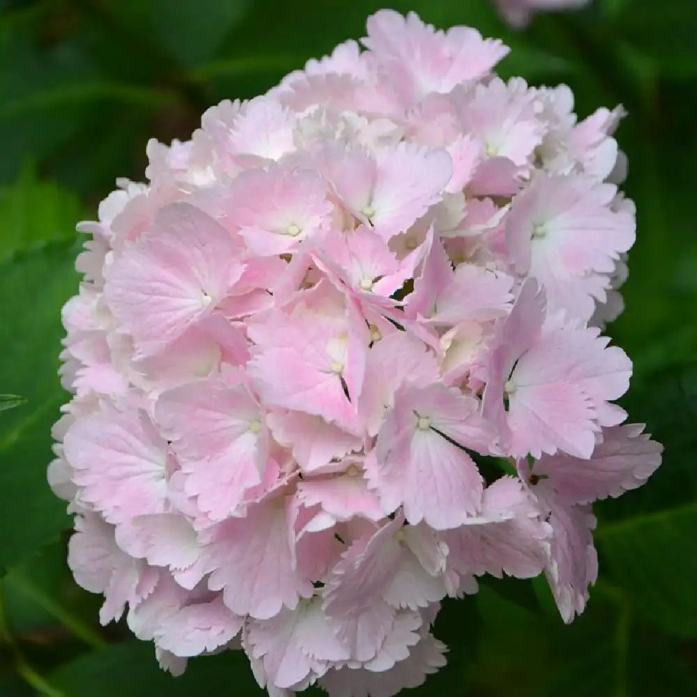 HYDRANGEA macrophylla 'Pompadour'