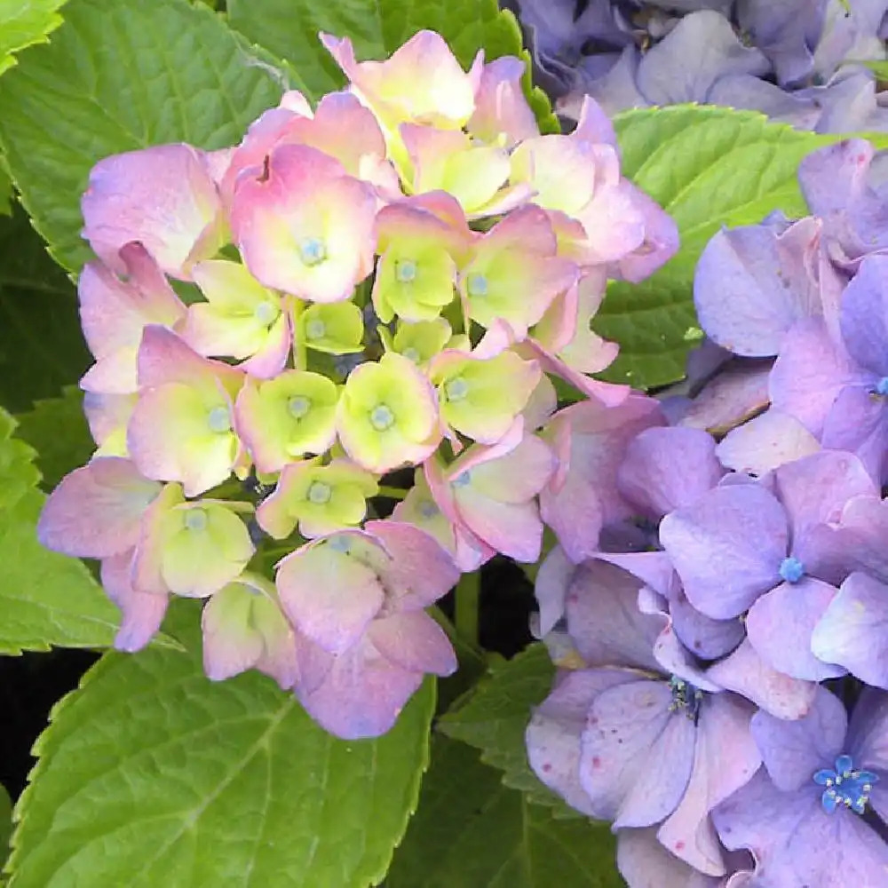 HYDRANGEA macrophylla 'Prima'