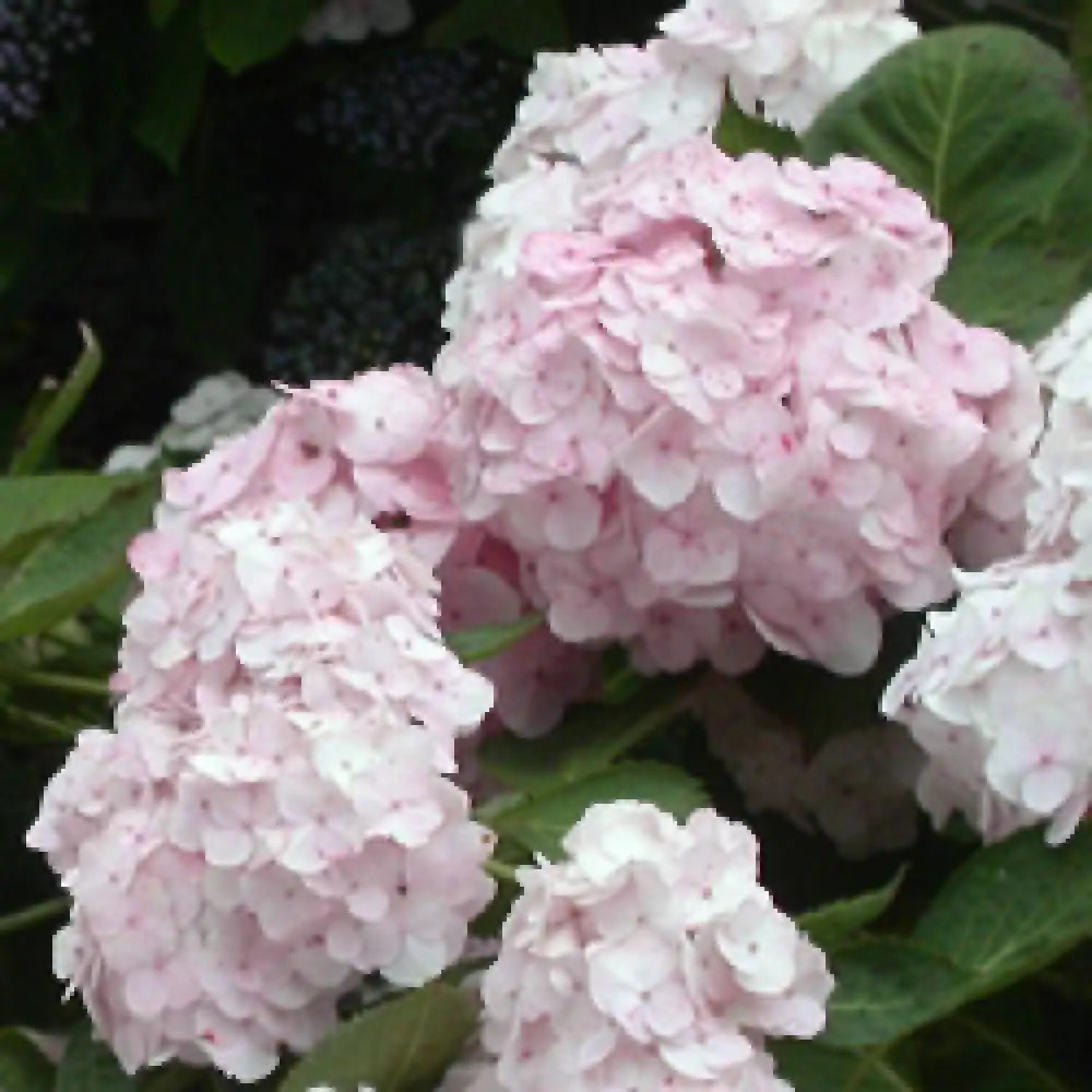 HYDRANGEA macrophylla 'Rahic'