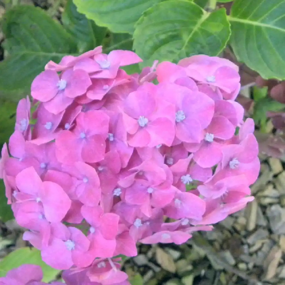 HYDRANGEA macrophylla 'Red Rock'