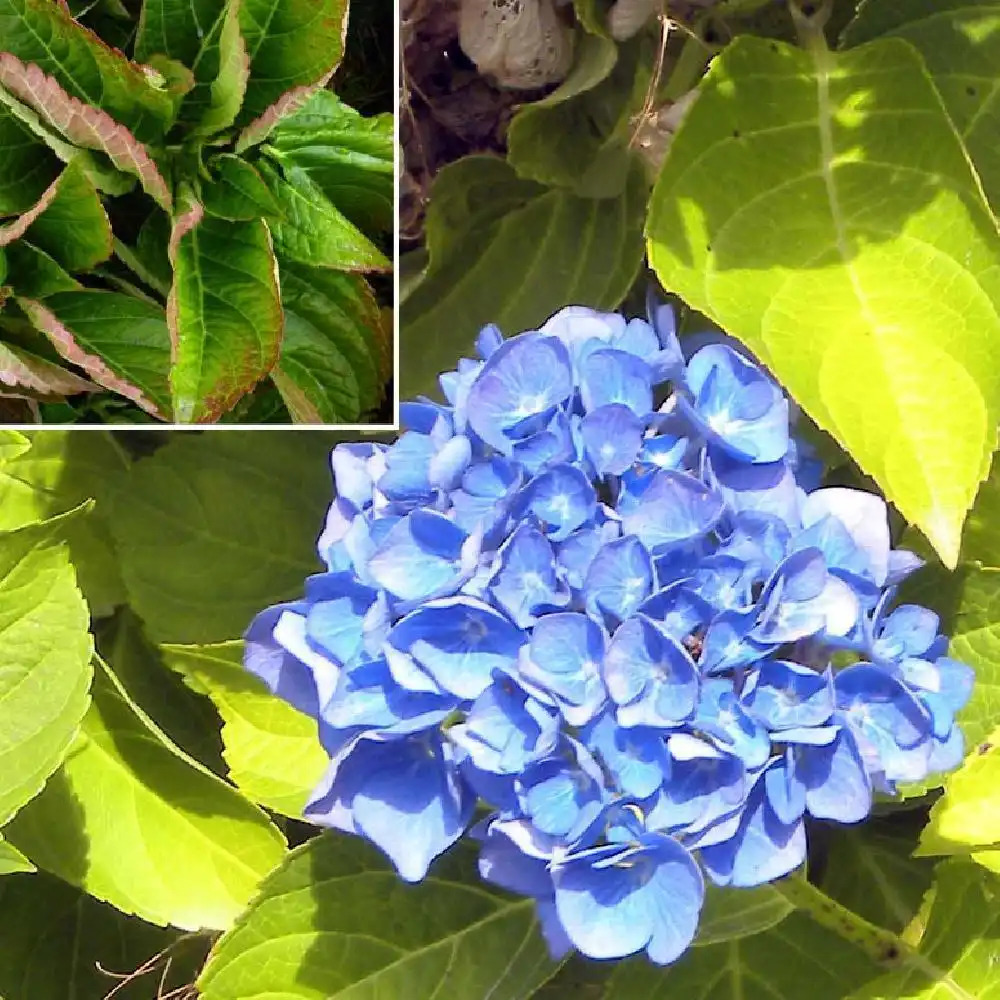 HYDRANGEA macrophylla 'Renate Steiniger'