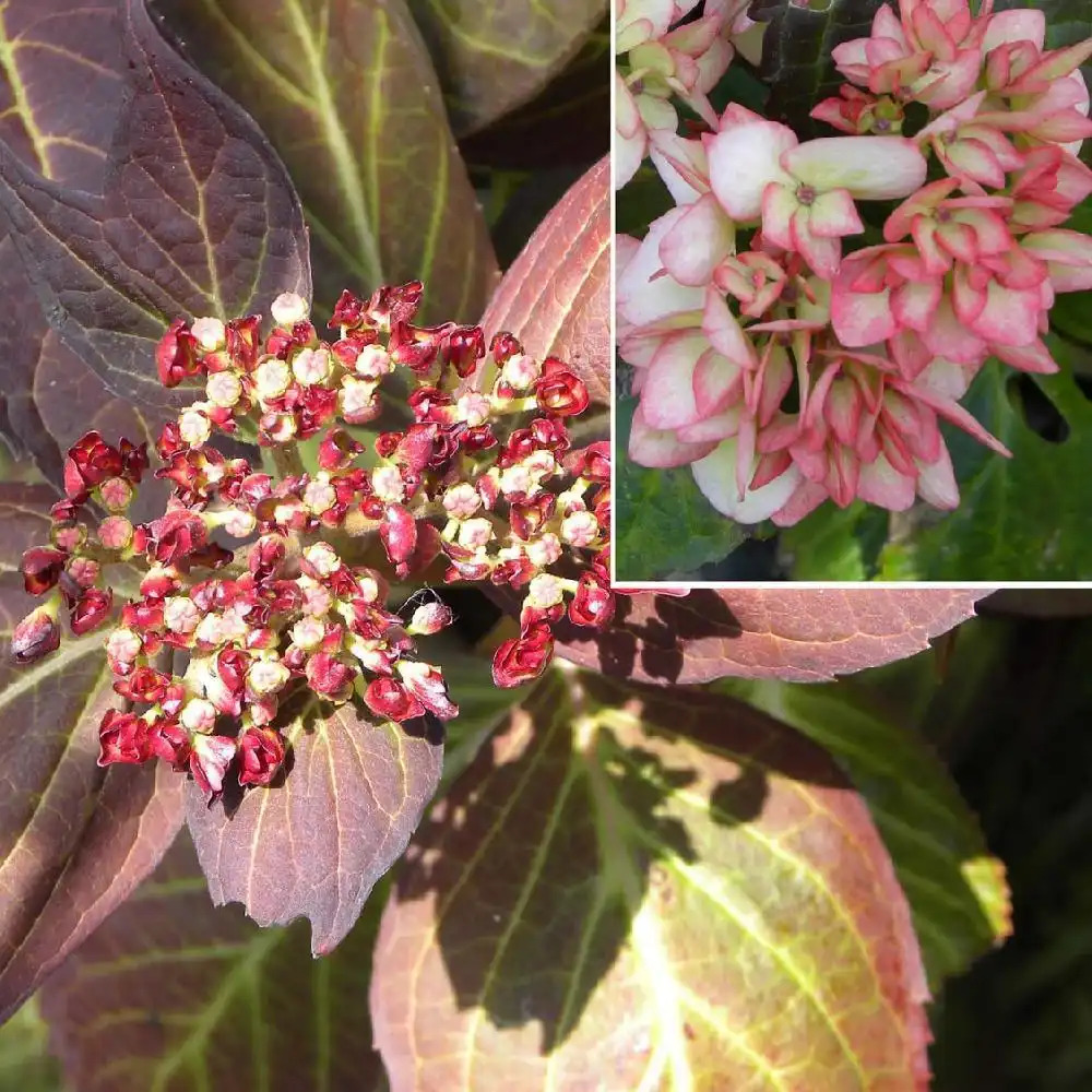 HYDRANGEA macrophylla 'Ripple'