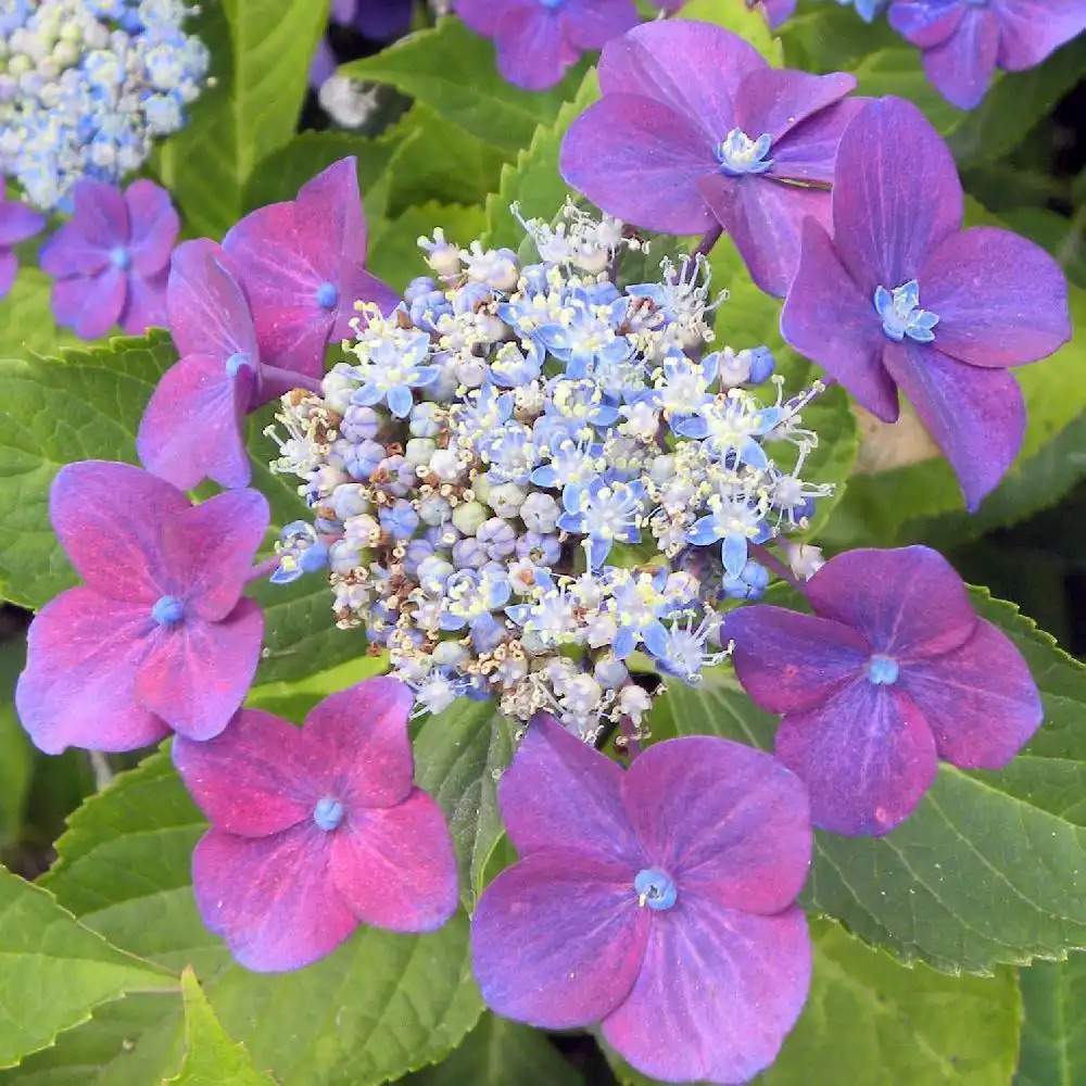 HYDRANGEA macrophylla 'Rotkelchen'