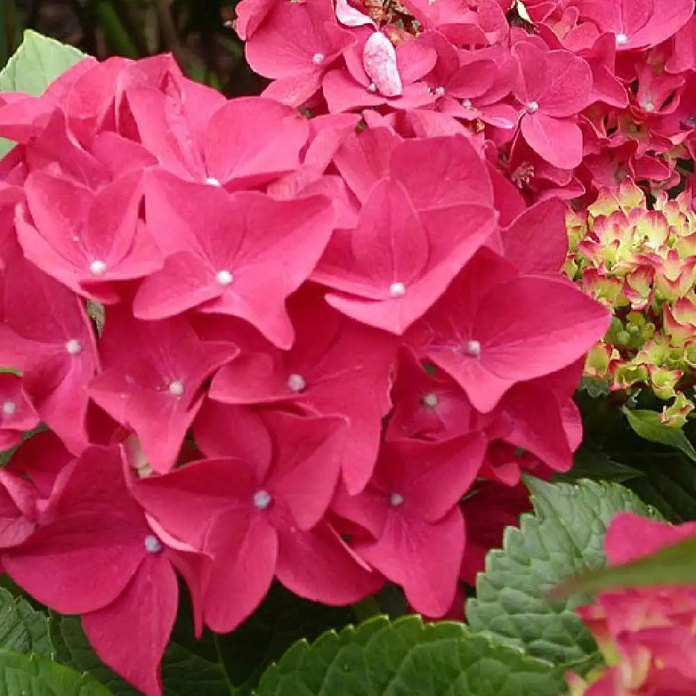 HYDRANGEA macrophylla 'Rom'