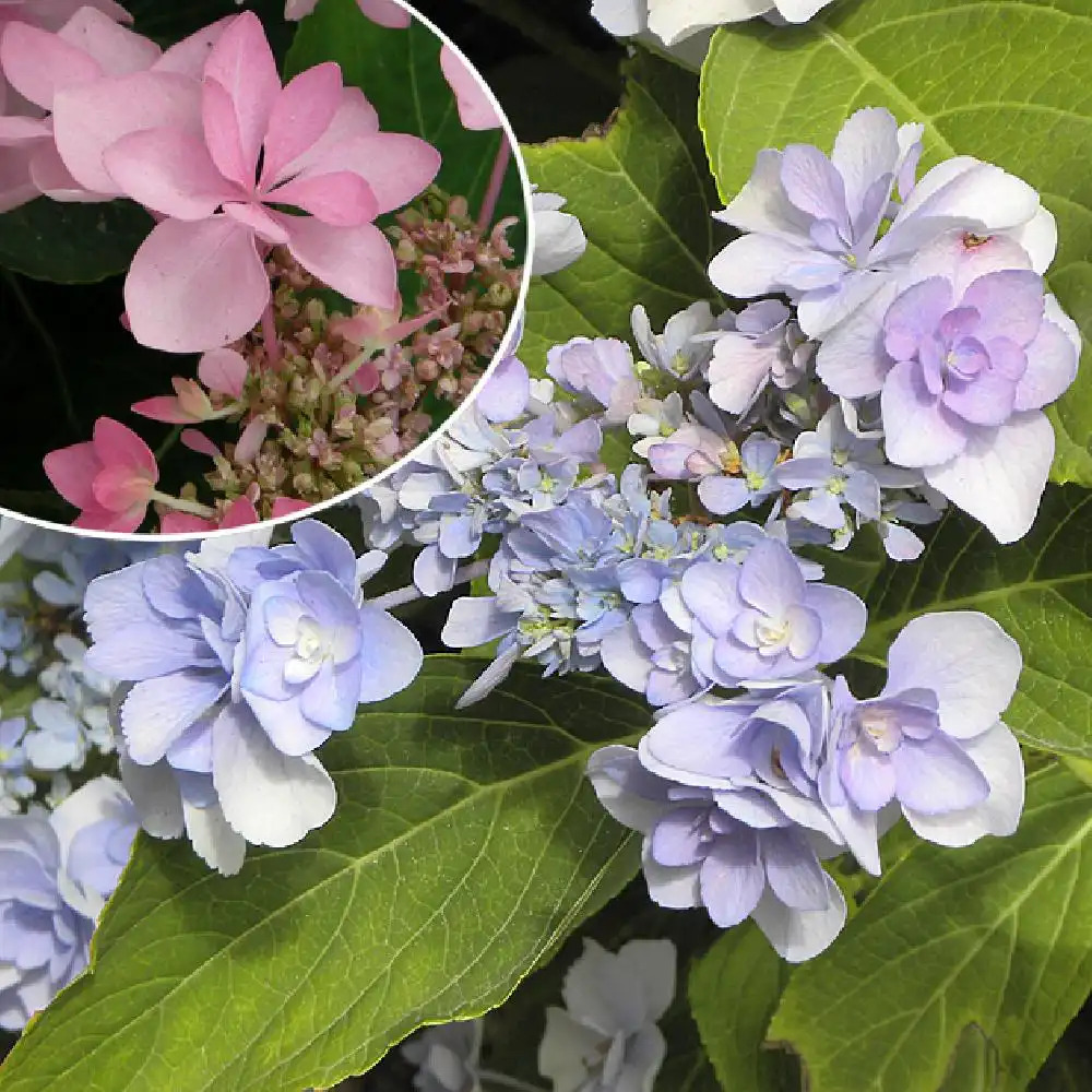 HYDRANGEA macrophylla ROMANCE (Youmenine)