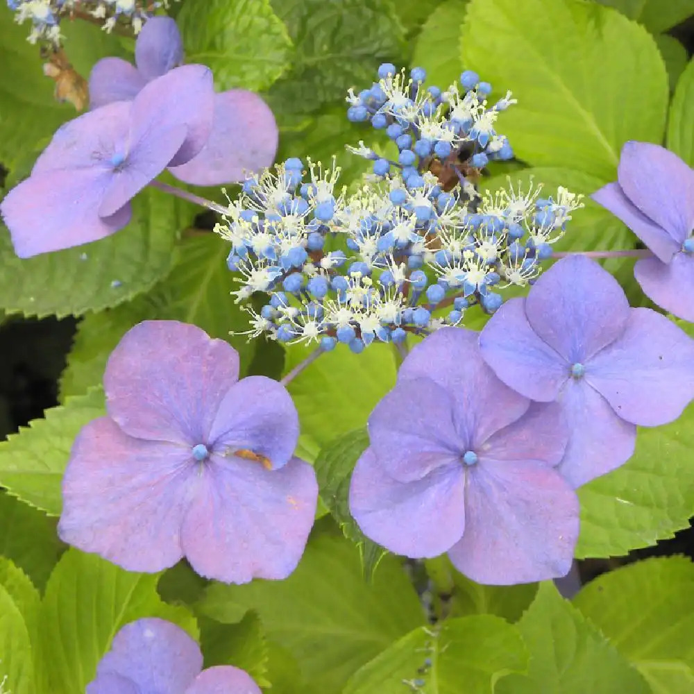 HYDRANGEA macrophylla 'Red Star'