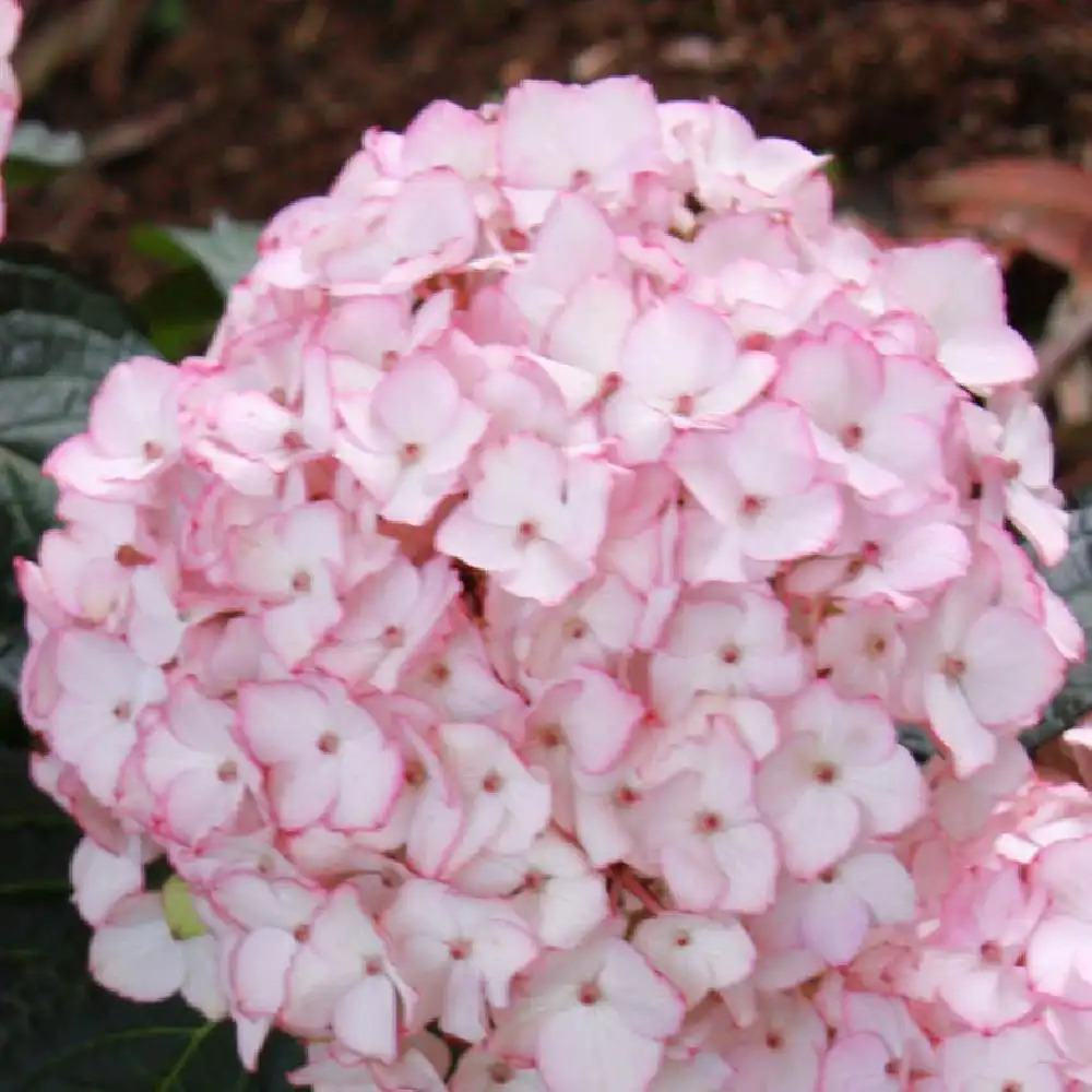 HYDRANGEA macrophylla 'Sabrina' (=Dutch Ladies)